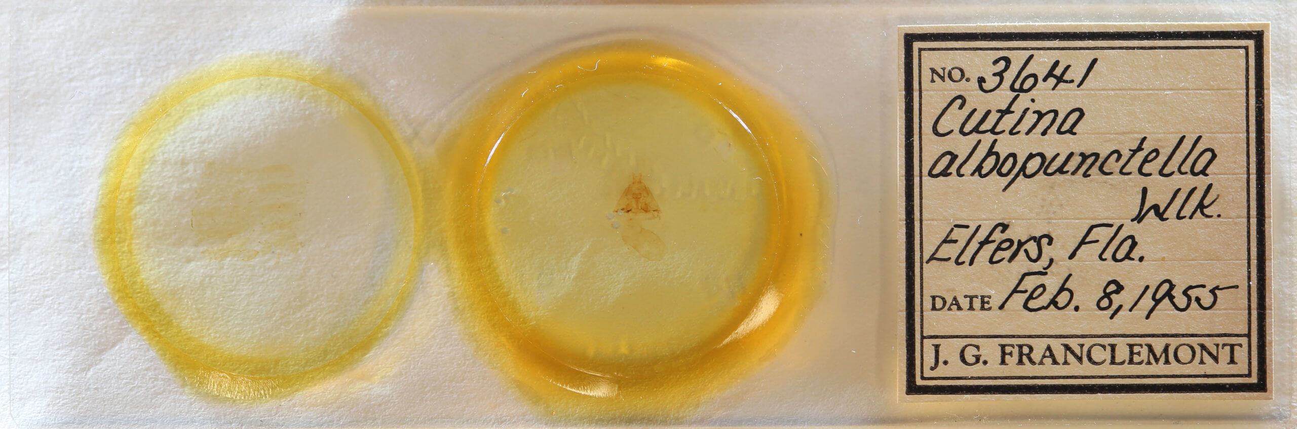 slide view of adult Cutina albopunctella