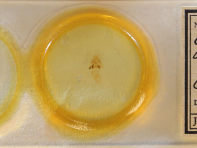 slide view of adult Cutina albopunctella