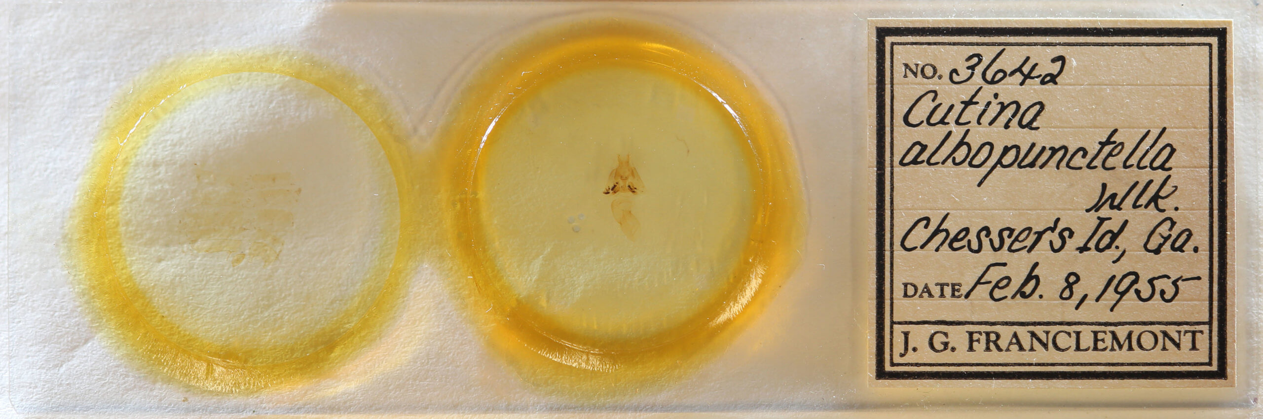 slide view of adult Cutina albopunctella