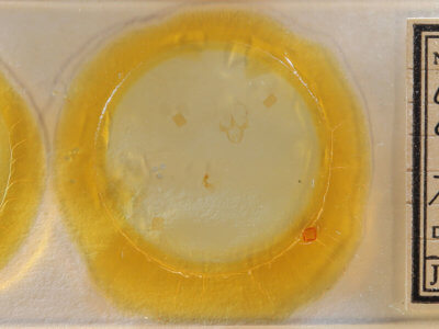 slide view of adult Cutina aluticolor