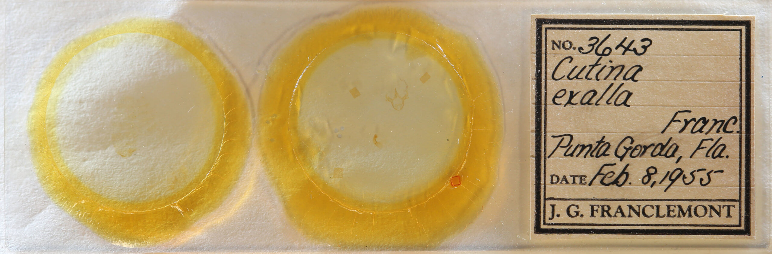 slide view of adult Cutina aluticolor