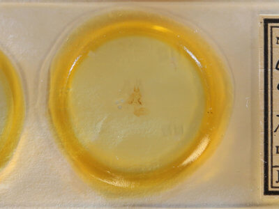 slide view of adult Cutina aluticolor