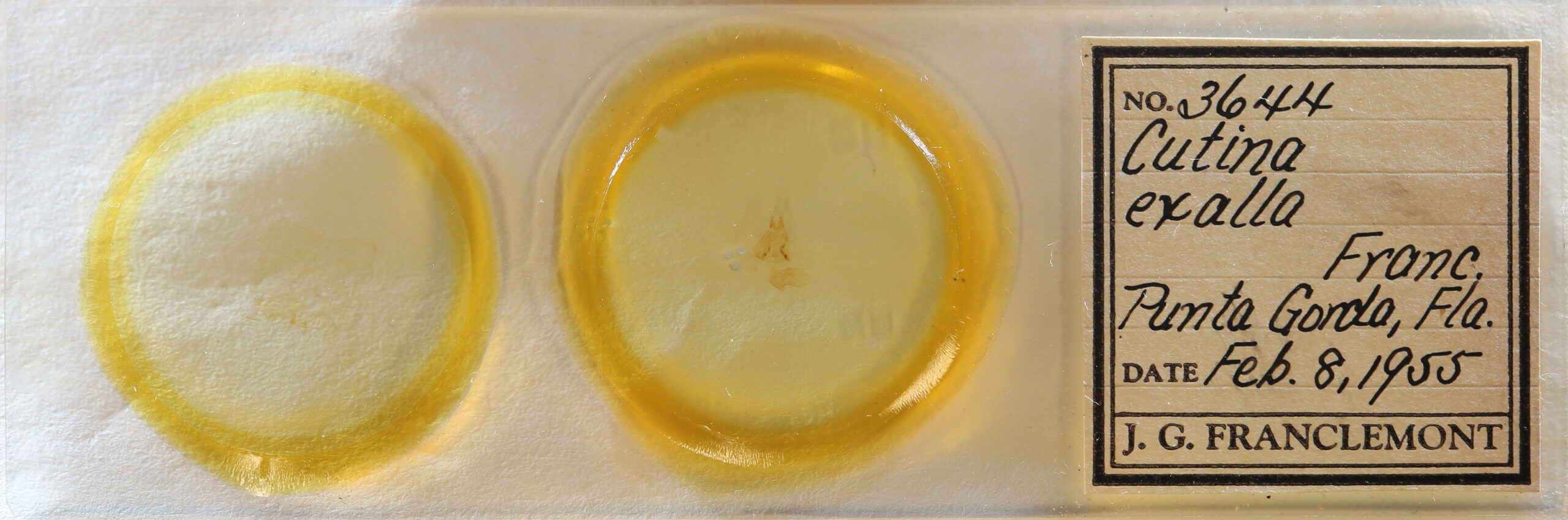 slide view of adult Cutina aluticolor