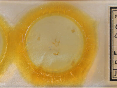 slide view of adult Cutina distincta