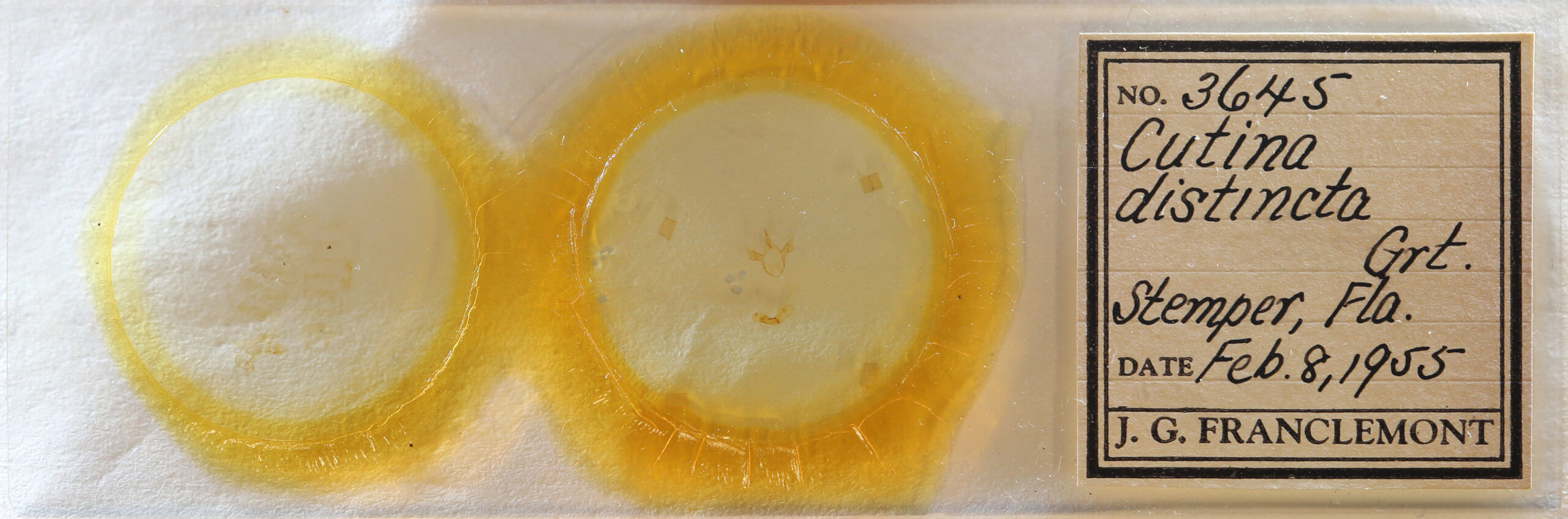 slide view of adult Cutina distincta