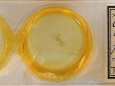 slide view of adult Cutina distincta