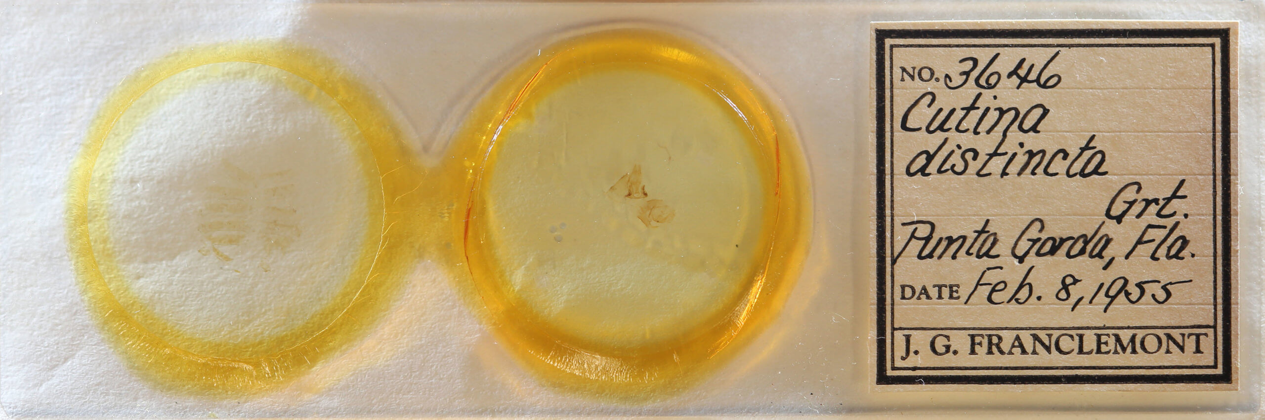 slide view of adult Cutina distincta