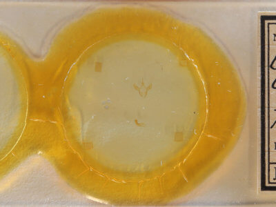 slide view of adult Cutina arcuata