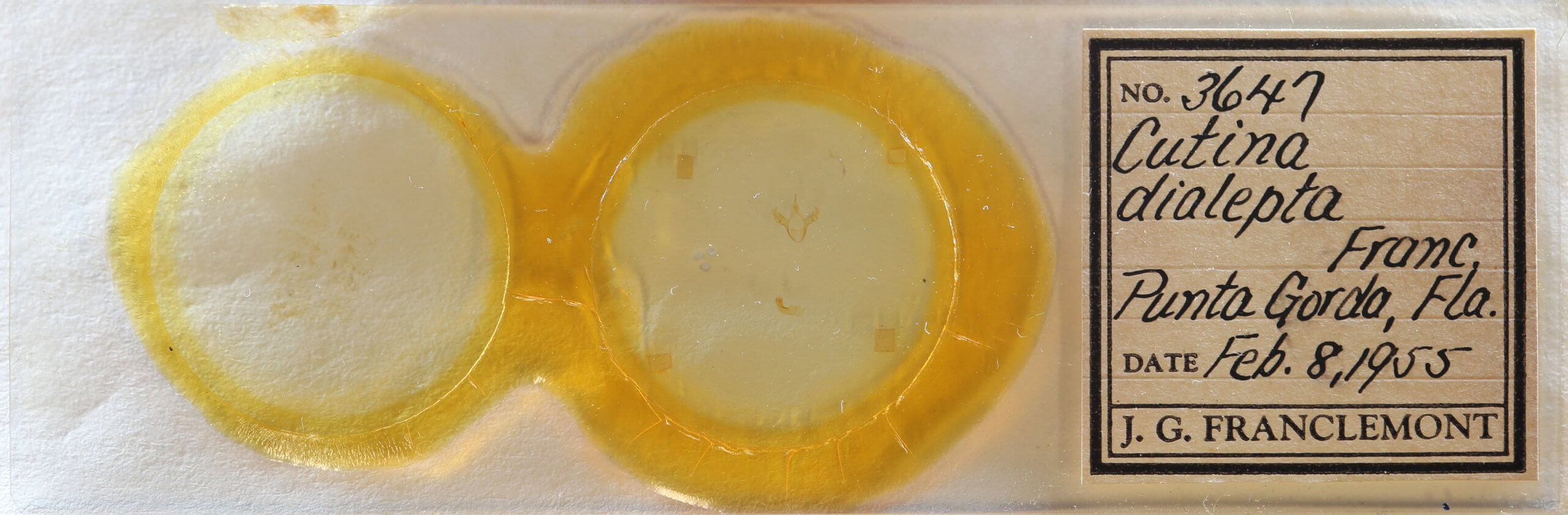 slide view of adult Cutina arcuata