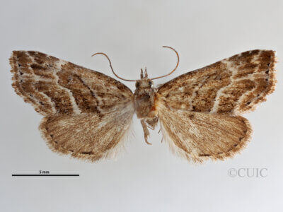 dorsal view of adult Cutina arcuata