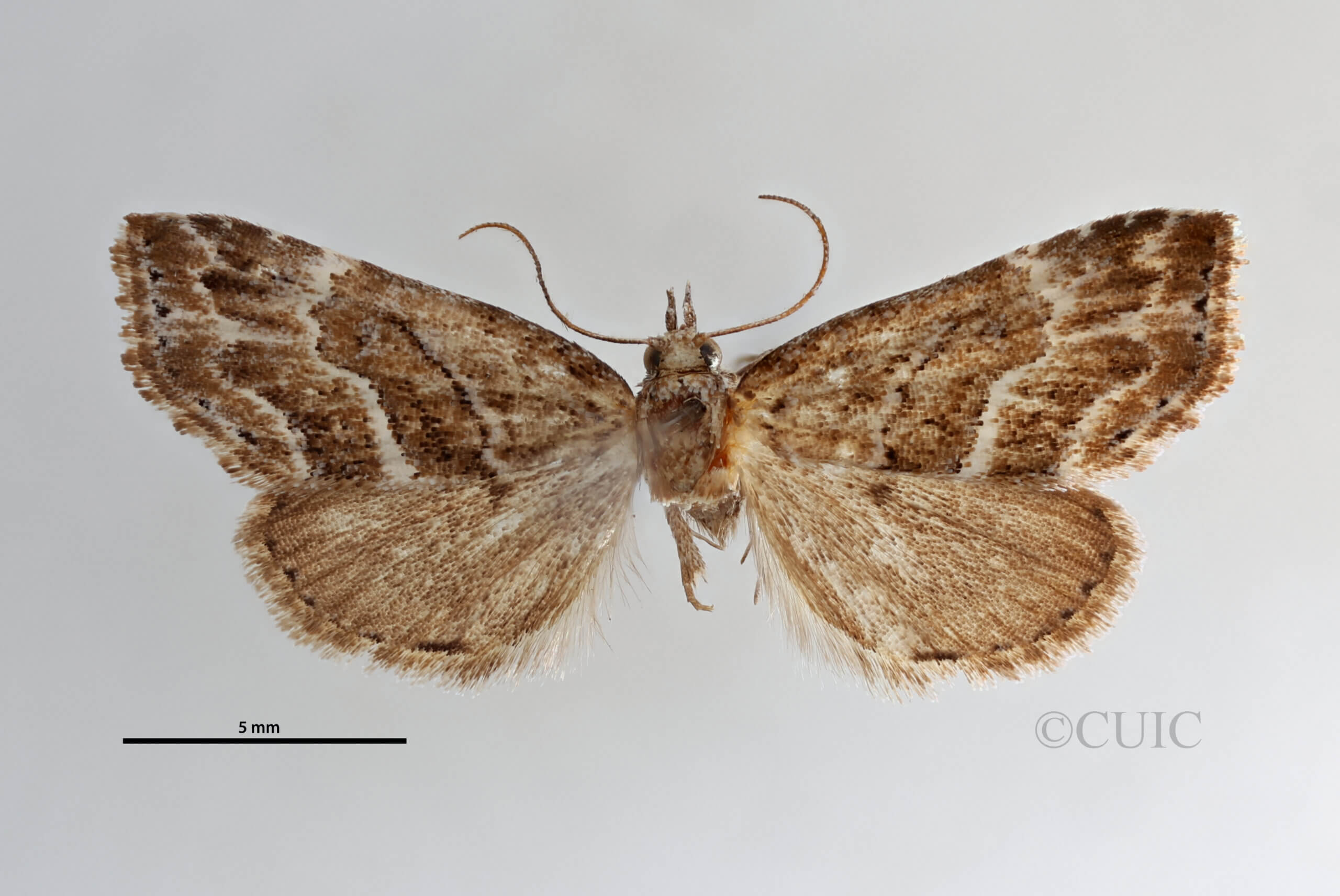 dorsal view of adult Cutina arcuata
