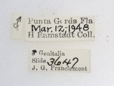 label view of adult Cutina arcuata