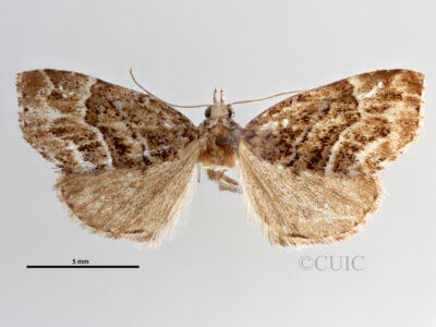 dorsal view of adult Cutina arcuata
