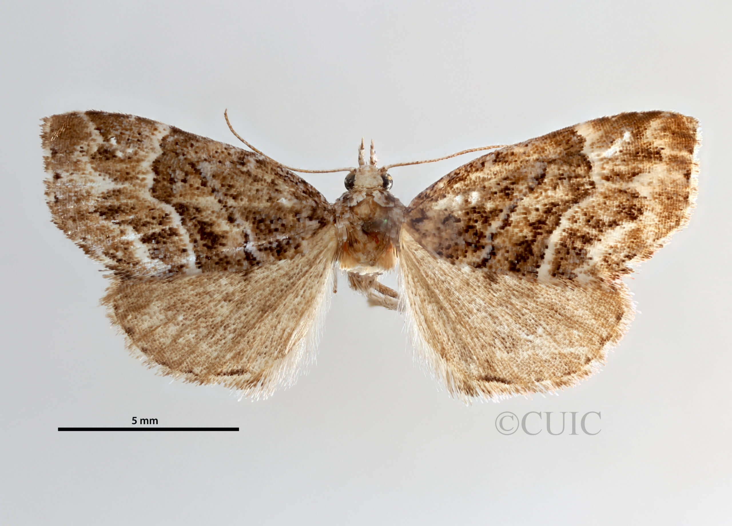 dorsal view of adult Cutina arcuata