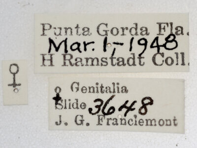 label view of adult Cutina arcuata