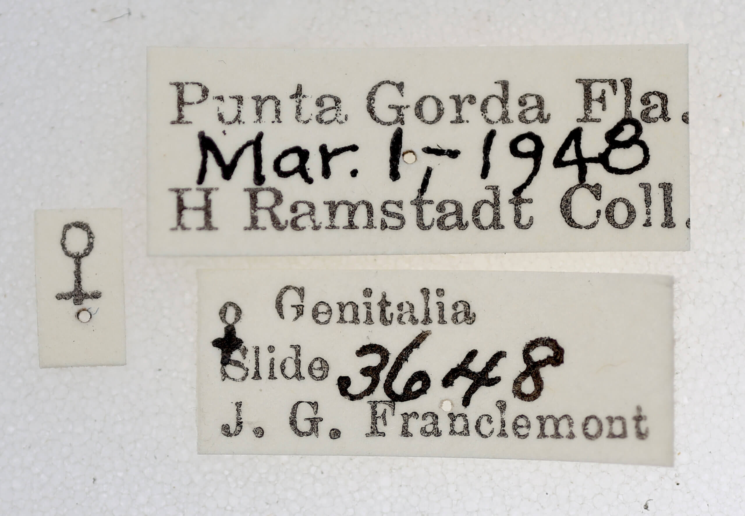 label view of adult Cutina arcuata