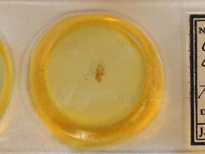 slide view of adult Cutina arcuata