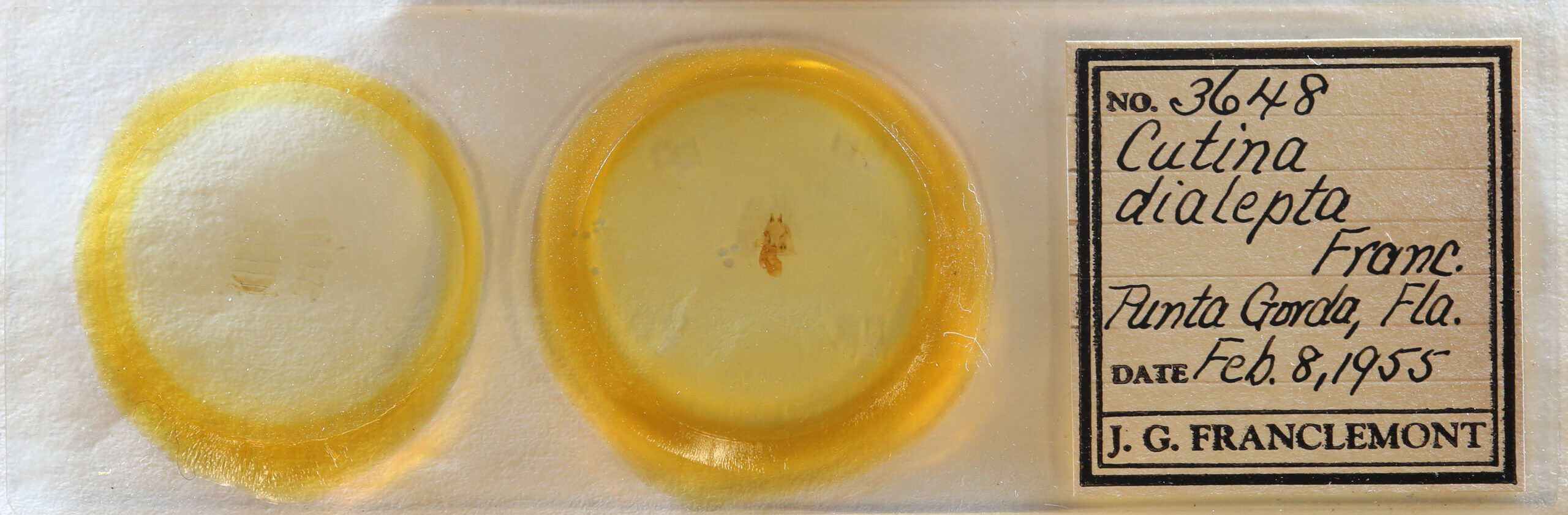 slide view of adult Cutina arcuata