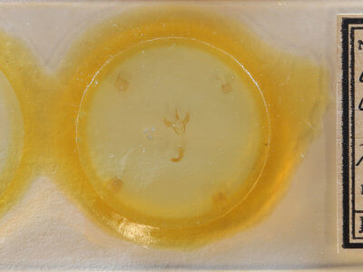 slide view of adult Cutina arcuata