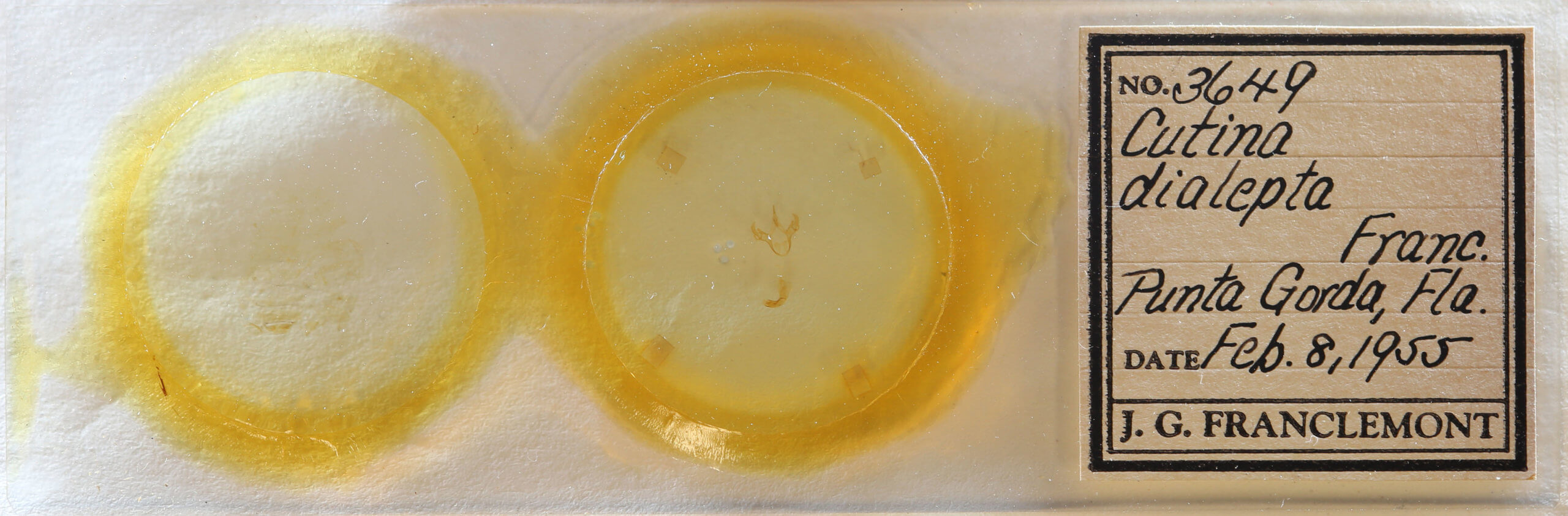 slide view of adult Cutina arcuata