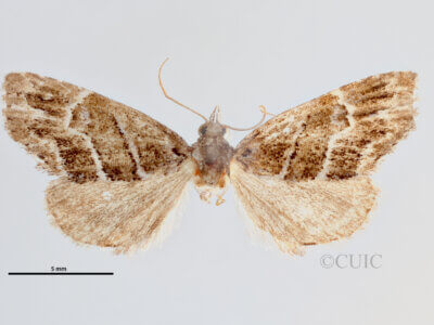 Cutina arcuata