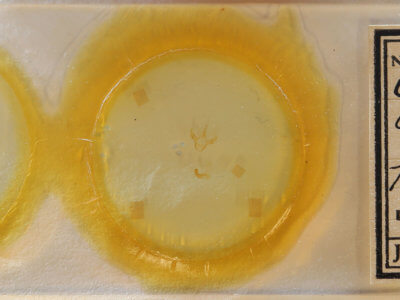 slide view of adult Cutina arcuata