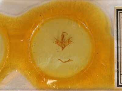 slide view of adult Mocis disseverans