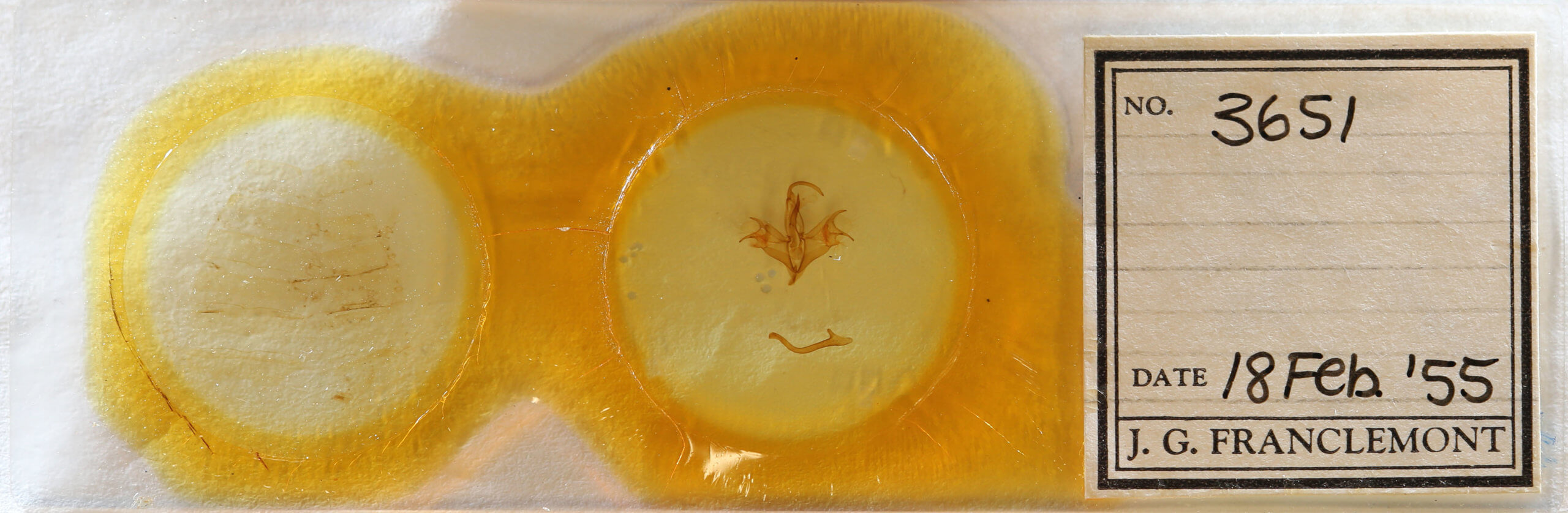 slide view of adult Mocis disseverans