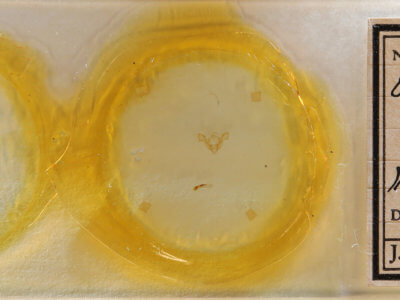 slide view of adult Neoligia atlantica