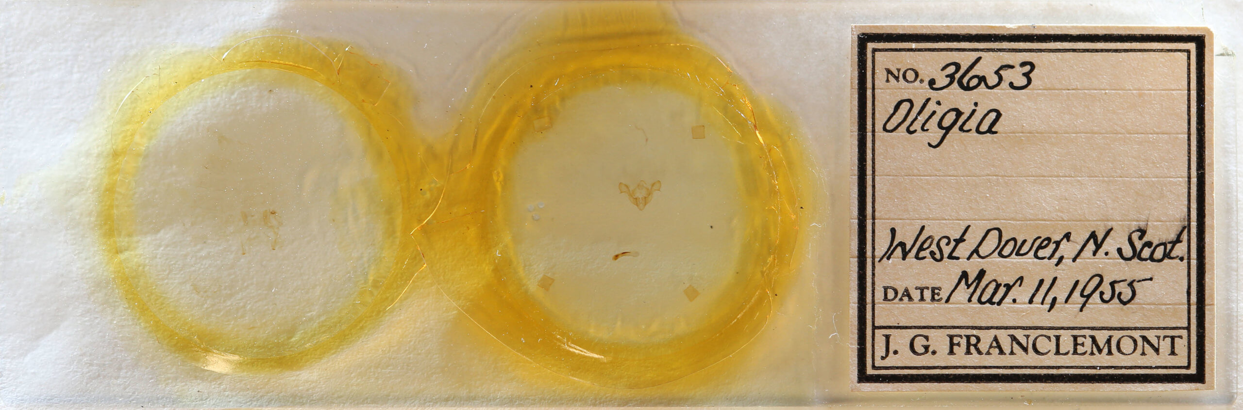 slide view of adult Neoligia atlantica