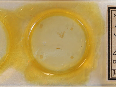 slide view of adult Neoligia semicana