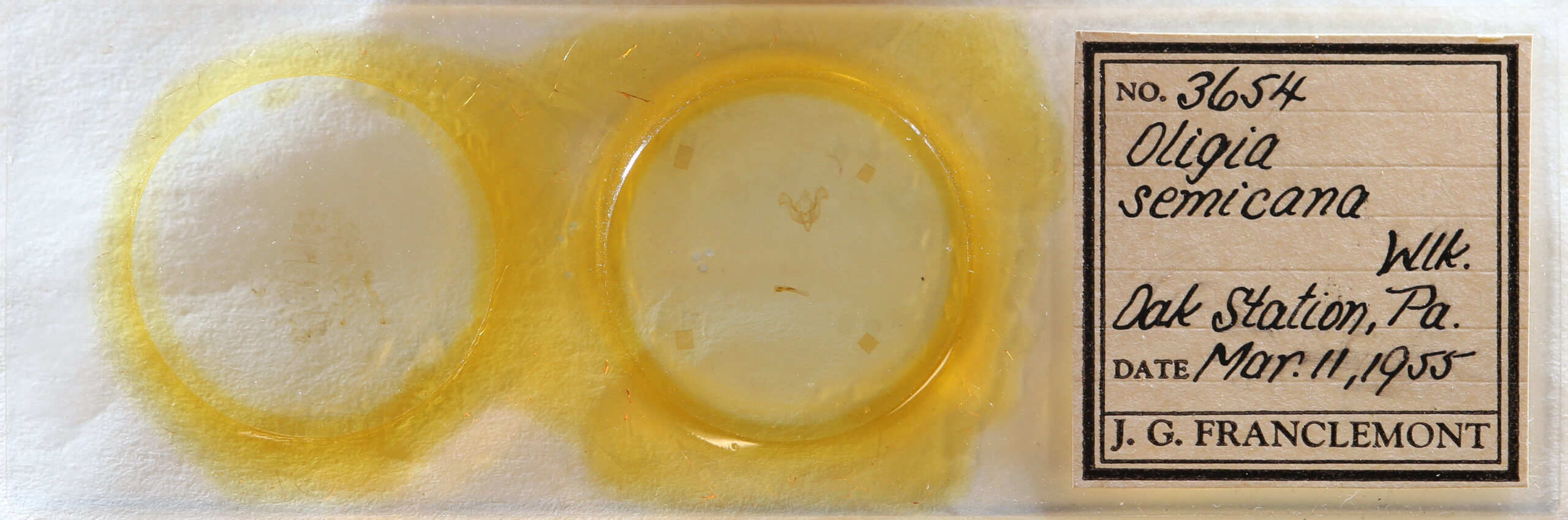 slide view of adult Neoligia semicana