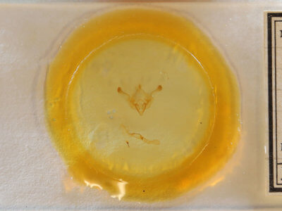 slide view of adult Properigea tapeta