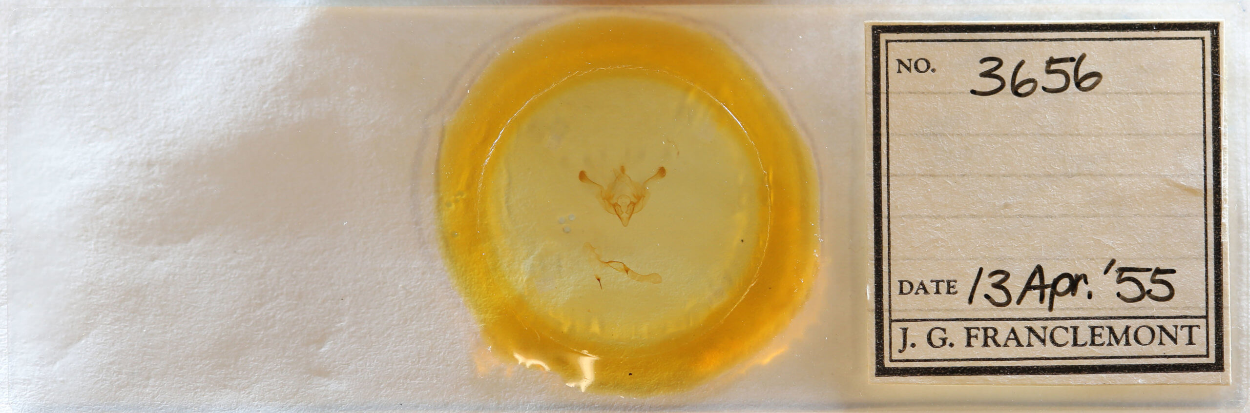 slide view of adult Properigea tapeta