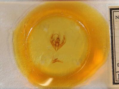 slide view of adult Condica confederata