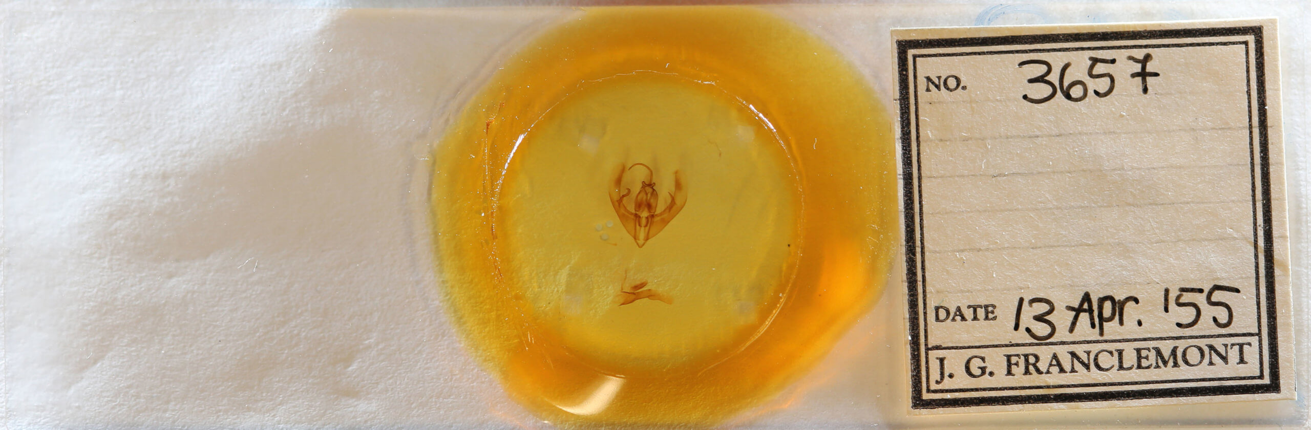 slide view of adult Condica confederata