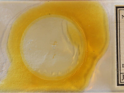 slide view of adult Bleptina inferior