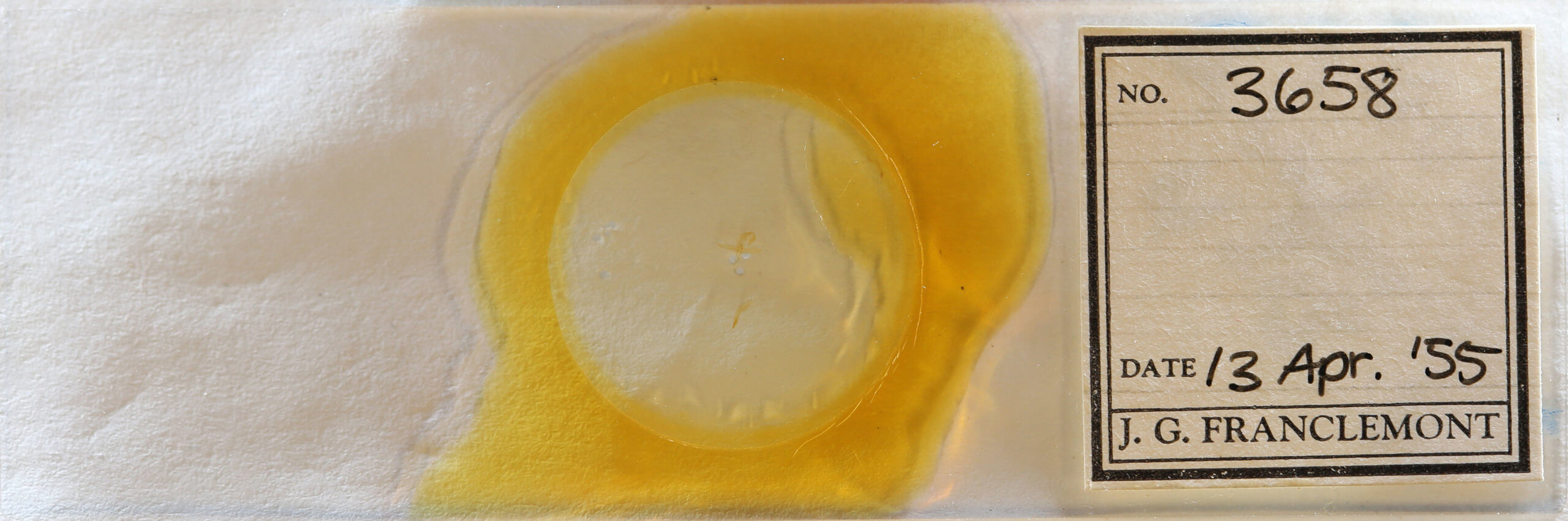 slide view of adult Bleptina inferior