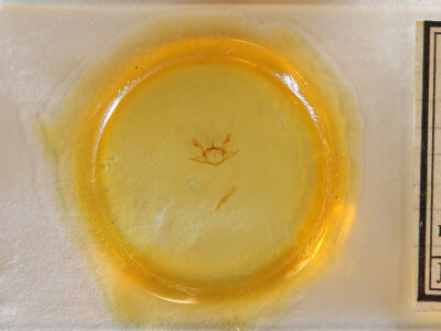 slide view of adult Iridopsis defectaria