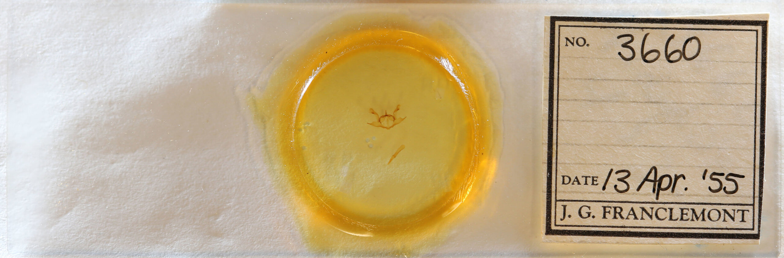 slide view of adult Iridopsis defectaria