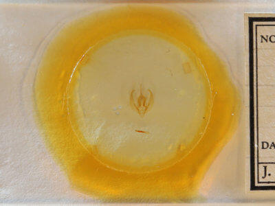 slide view of adult Gonodes liquida