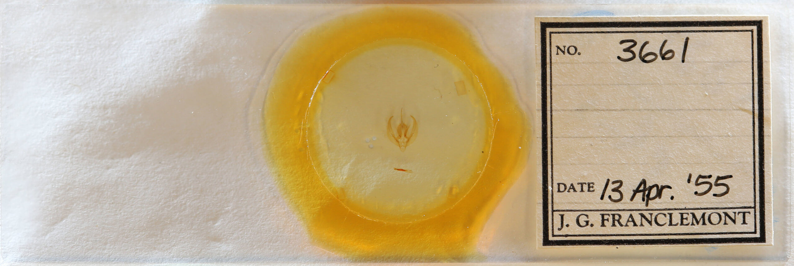 slide view of adult Gonodes liquida