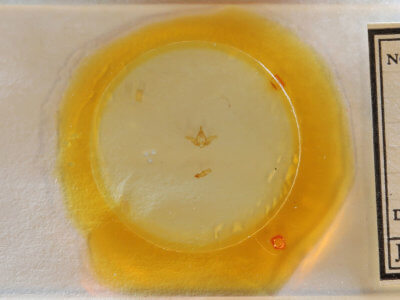 slide view of adult Acherdoa  ferraria