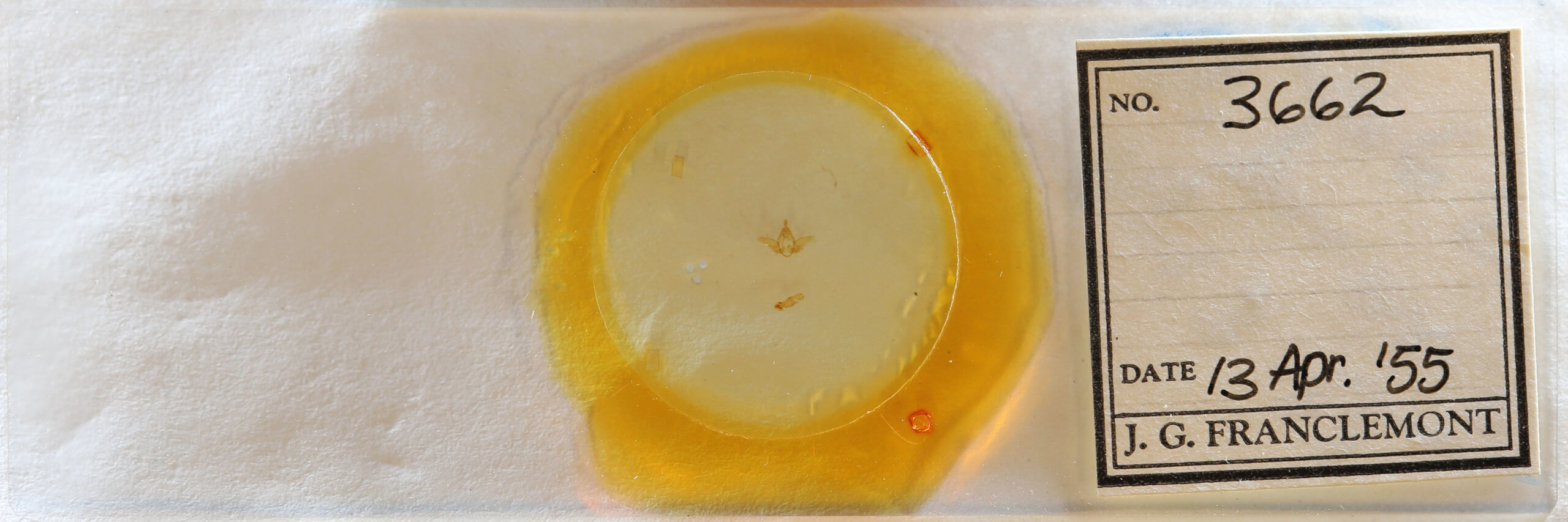 slide view of adult Acherdoa  ferraria