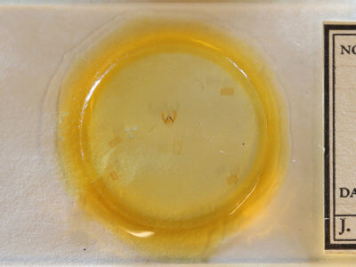 slide view of adult Scopula timandrata