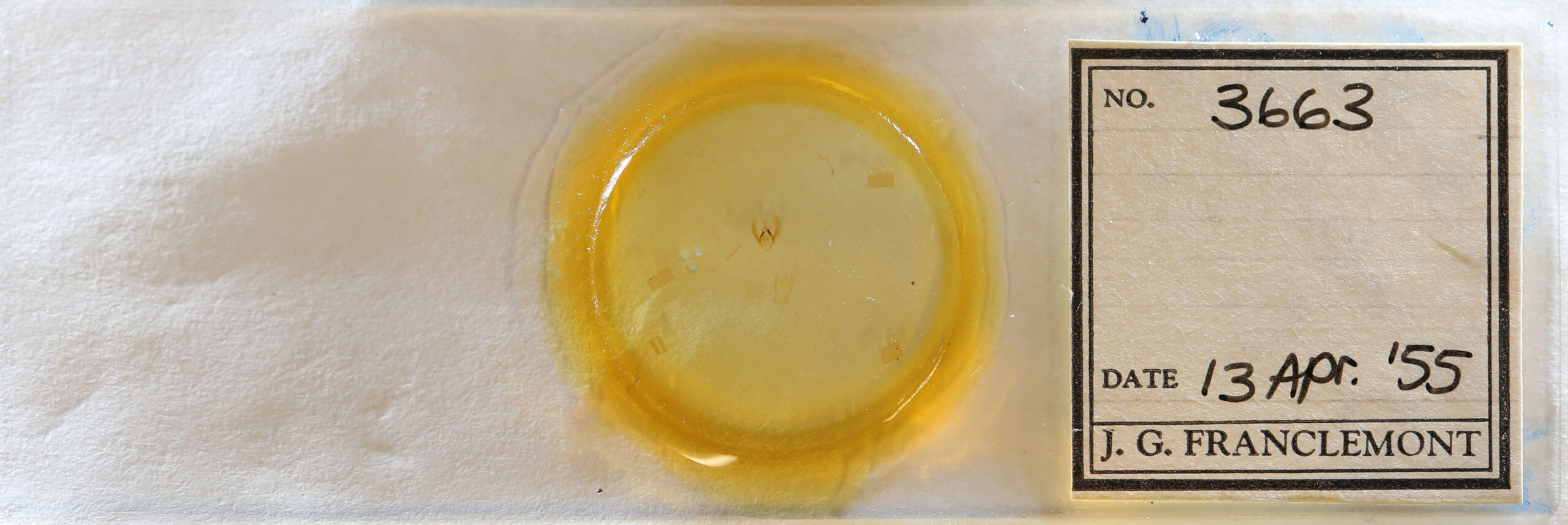 slide view of adult Scopula timandrata