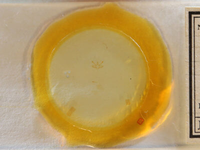 slide view of adult Macaria varadaria