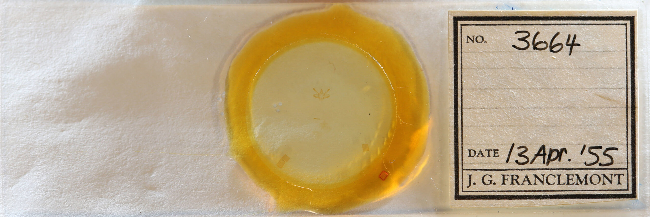 slide view of adult Macaria varadaria