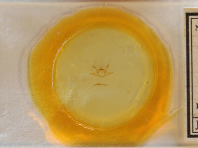 slide view of adult Iridopsis defectaria