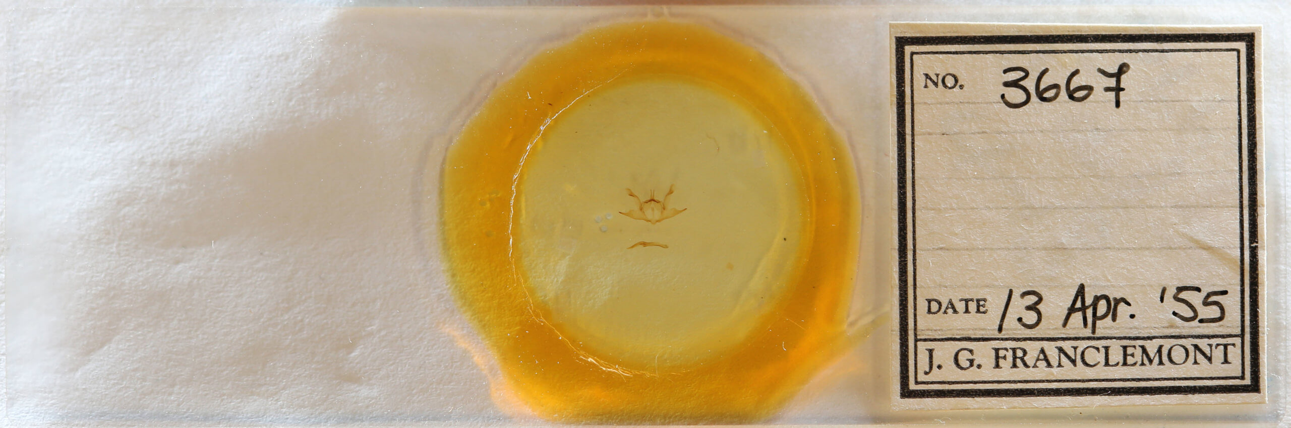 slide view of adult Iridopsis defectaria